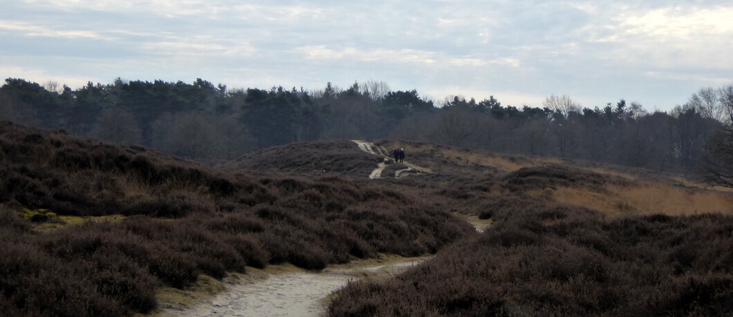Stuifzandheuvels van de Gasterense Duinen
