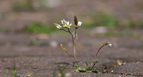 De Vroegeling, dat plantje is er vroeg bij…