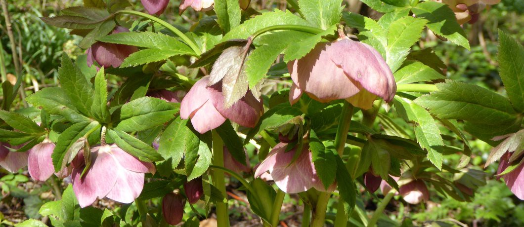 Prachtige bloemen in Natuurtuin Slatuinen