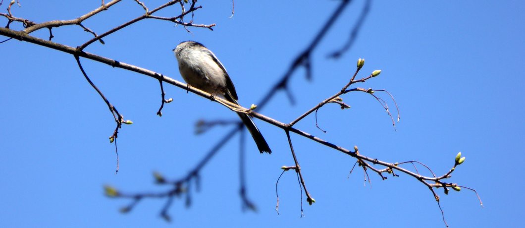 Staartmees in Natuurtuin Slatuinen