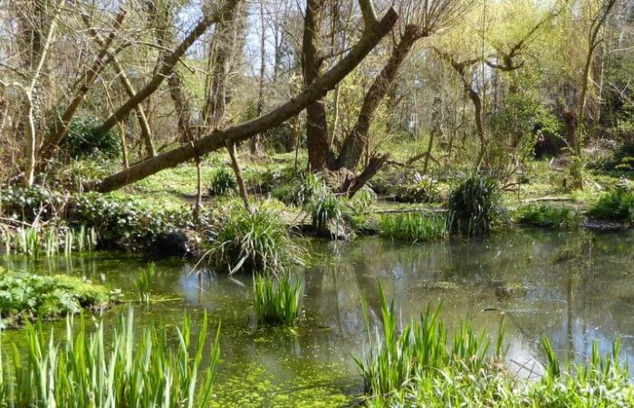 De vijver van Natuurtuin Slatuinen