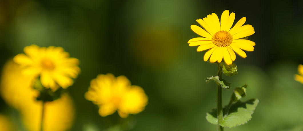 Voorjaarszonnebloem