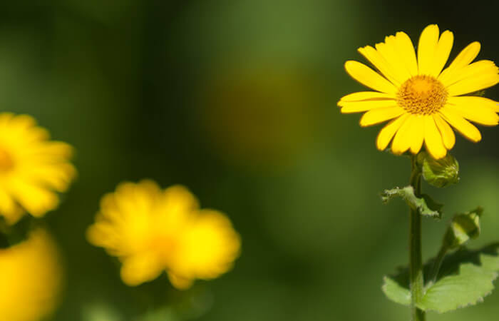 Voorjaarszonnebloem