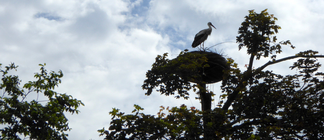 Oortjeshekken ooijevaars