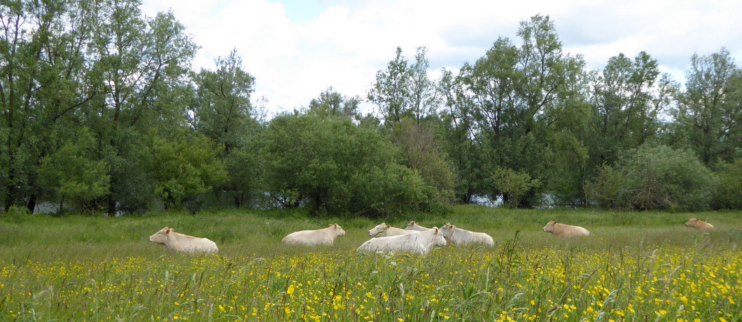 Veel koeien bij fietstocht Rondje Pontje