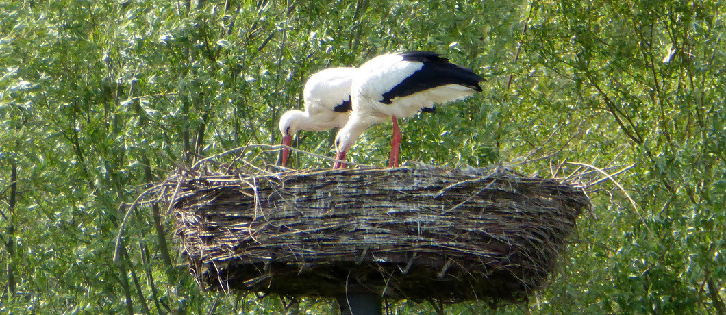 Ooeivaars in de Ooijpolder