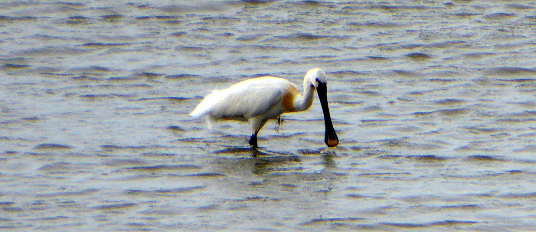 lepelaar in de Ooijpolder