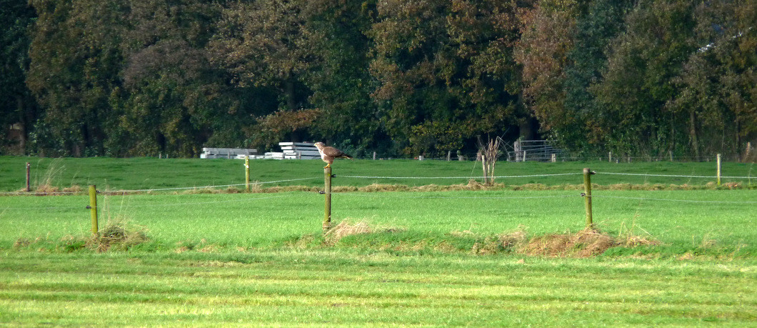 Buizerd in het veld bij Vasse.