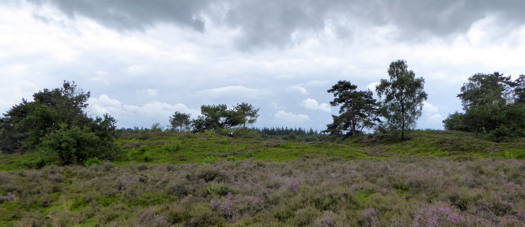 Heide bij de Tonnenberg