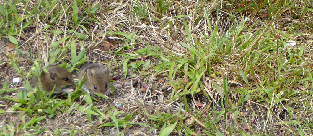 Muisjes in natuurgebied Renderklippen.