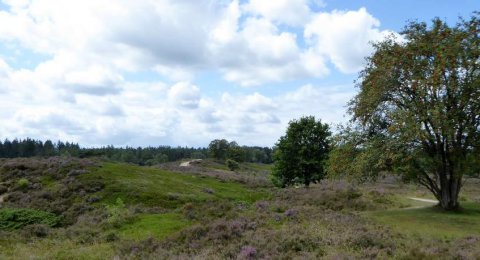 De stilte van natuurgebied Renderklippen tussen Heerde en Epe