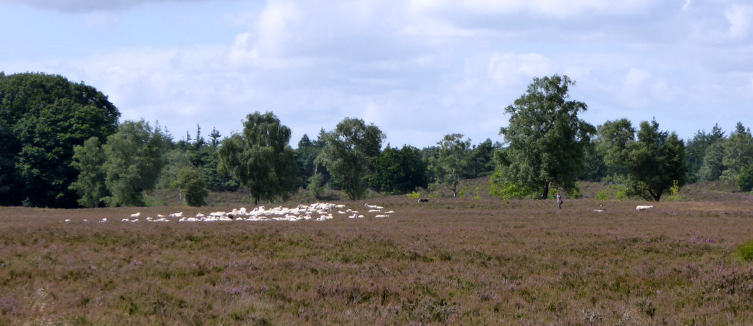 Schaapskudde natuurgebied Renderklippen.