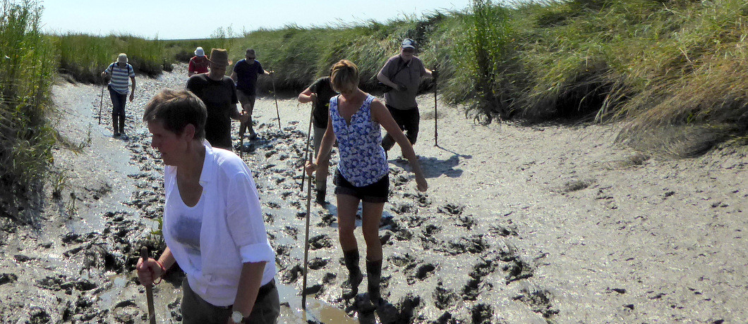 Wadlopen door de modder van Het Verdronken Land van Saeftinghe