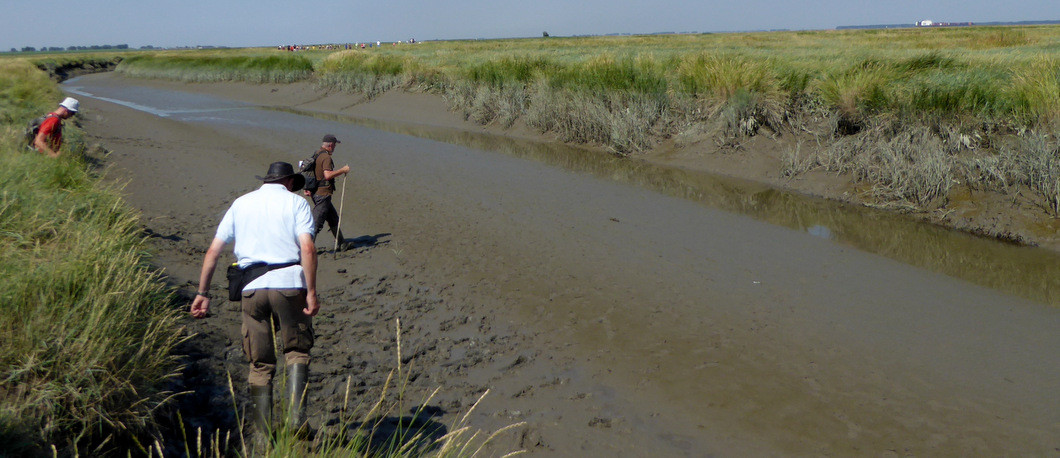 Excursie in Het Verdronken Land van Saeftinghe