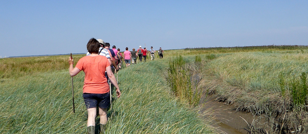 Op de doge schorren wandelen van Het Verdronken Land van Saeftinghe