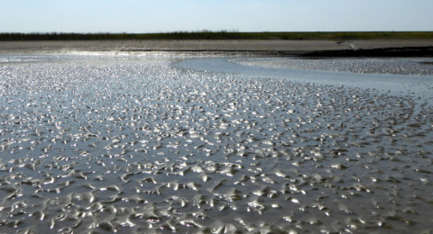 Wadlopen in natuurgebied Het Verdronken Land van Saeftinghe