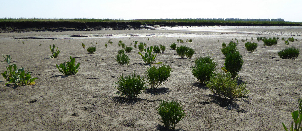 Zeekraal en lamsoor groeien in natuurgebied Het Verdronken Land van Saeftinghe