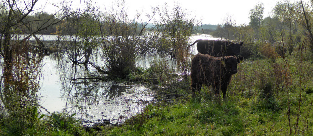 Galloway-runderen Maasplassen