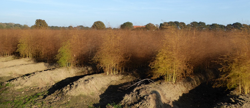 Asperges rond Swartbroek bij De Krang