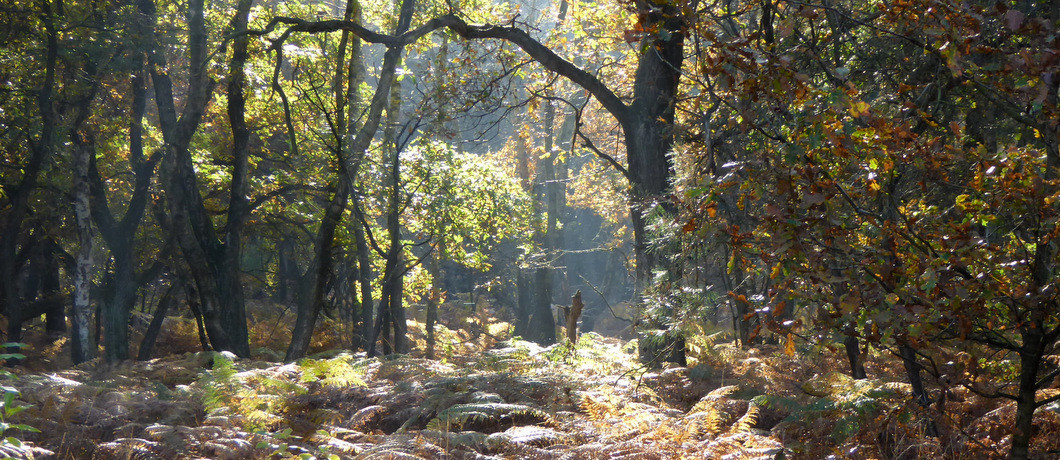 Bossen van Nationaal Park De Meinweg