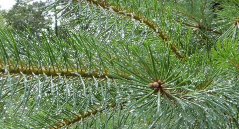 Niemand heeft een dennenboom met kerstmis