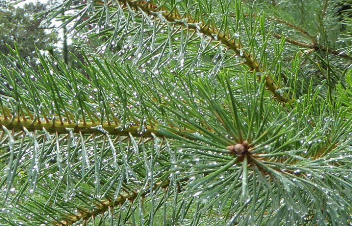 Dennenboom geen kerstboom - Davides