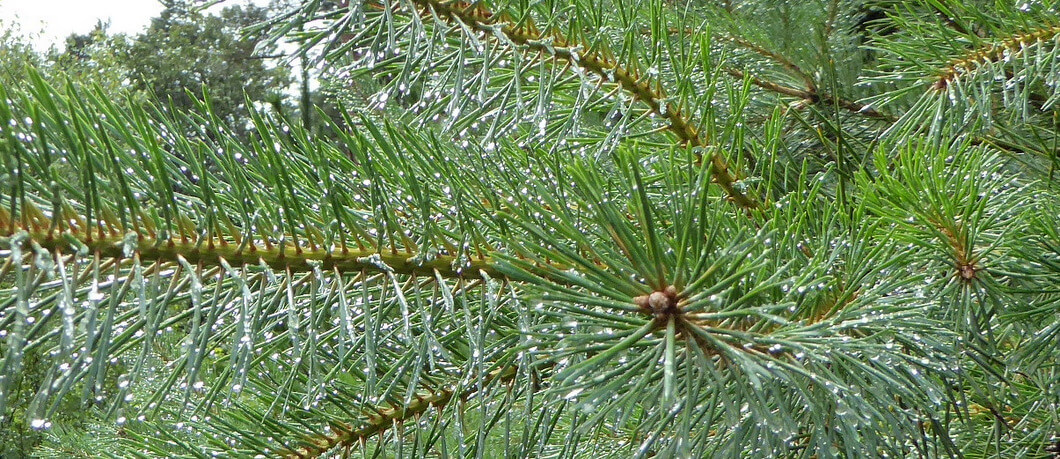 Dennenboom geen kerstboom - Davides