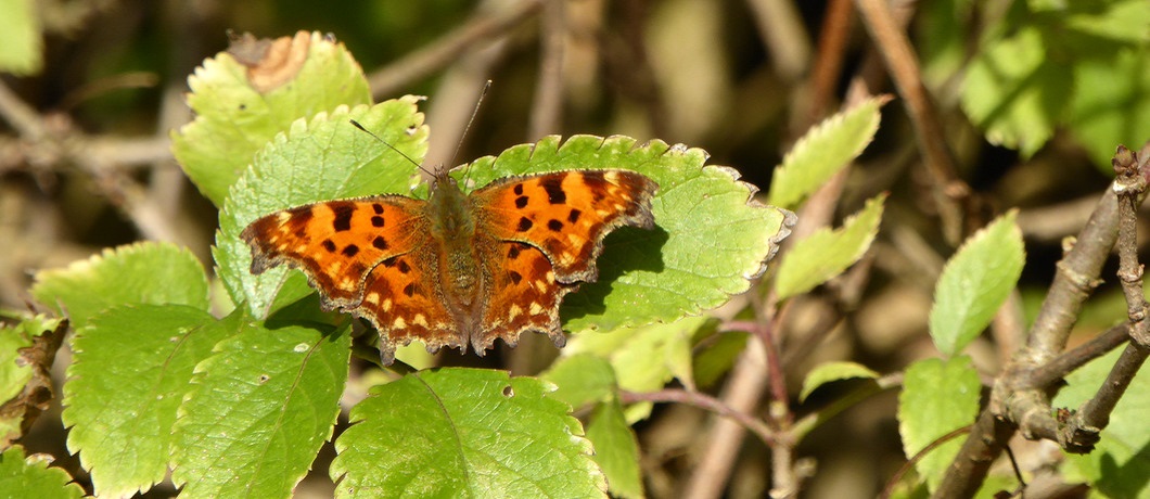 Vlinder de gehakkelde aurelia in natuurgebied De Krang