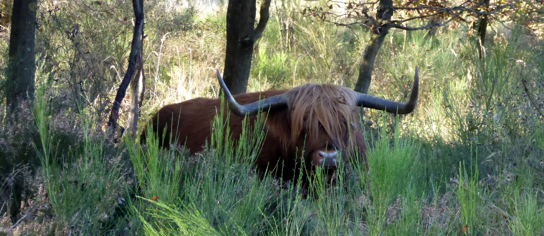 Schotse Hooglander in NP De Meinweg