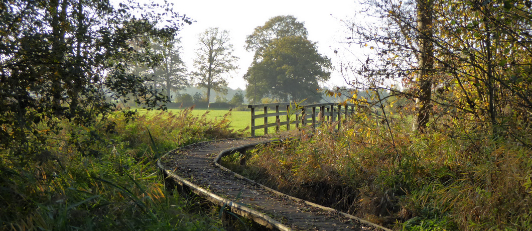Knuppelpad in natuurgebied De Krang