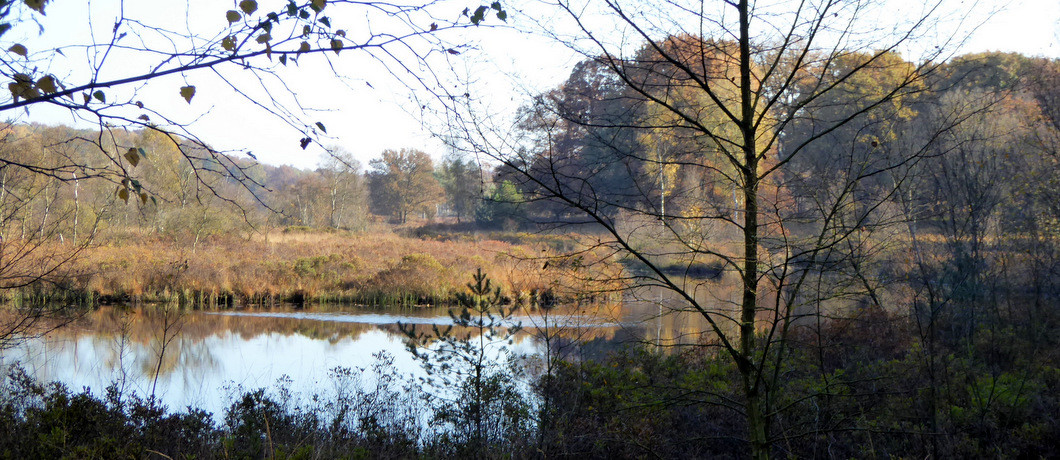 Het Elfenmeer doet zijn naam eer aan in NP De Meinweg