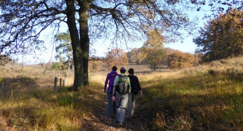 Wandelen over de terrassen van Nationaal Park De Meinweg bij Roermond