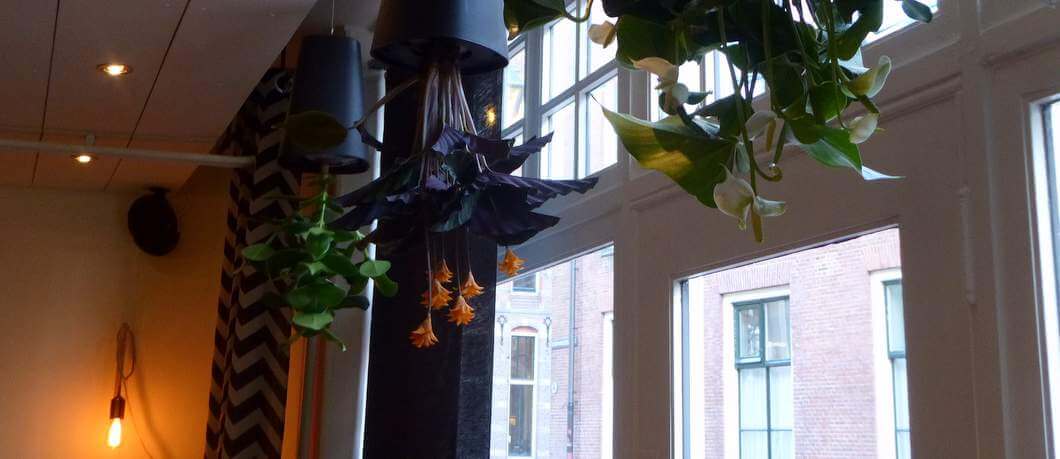Planten hangen ondersteboven bij restaurant Eindeloos
