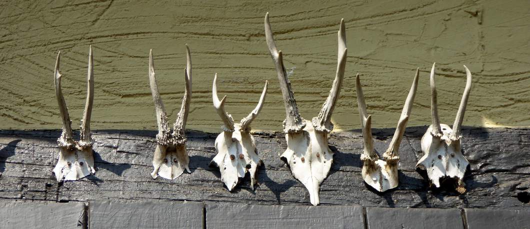 Geitengeweien op landgoed Twickel (foto Davides)