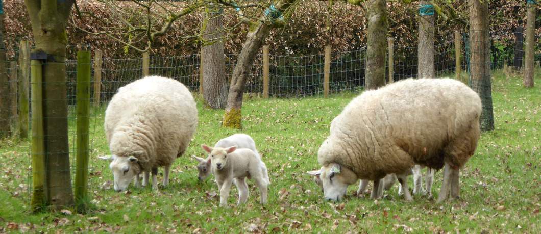 Lammetjes op landgoed Twickel (foto Davides)