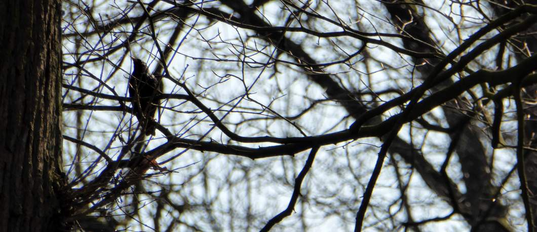 Vogel in de bomen op landgoed Twickel (foto Davides)