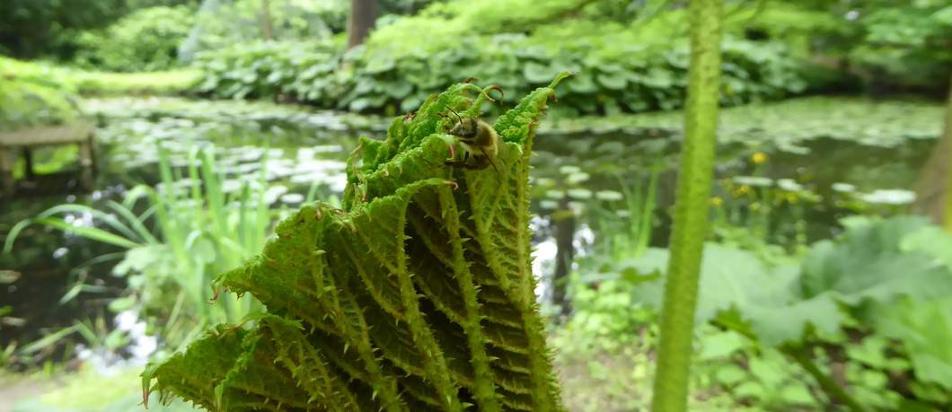 Een bij klimt op het blad van de Gunnera in tuin Schoonoord