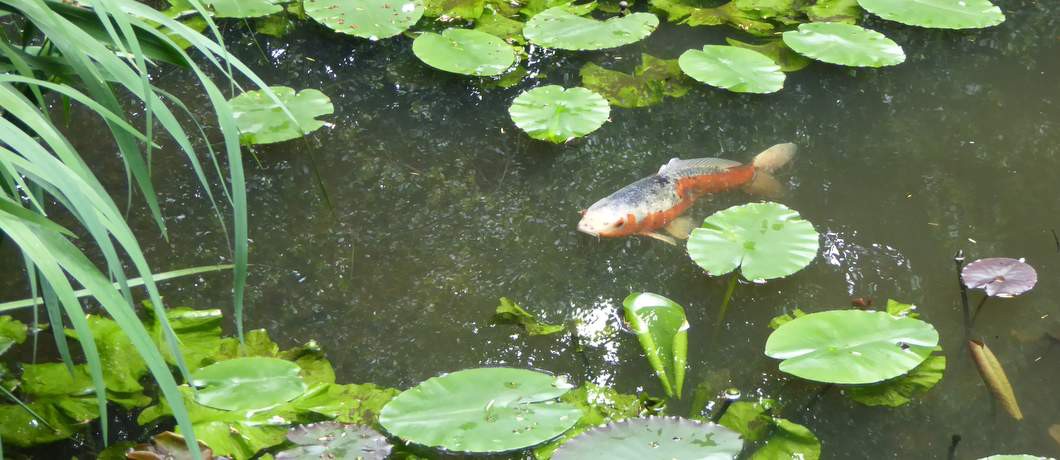 Japanse karper in tuin Schoonoord