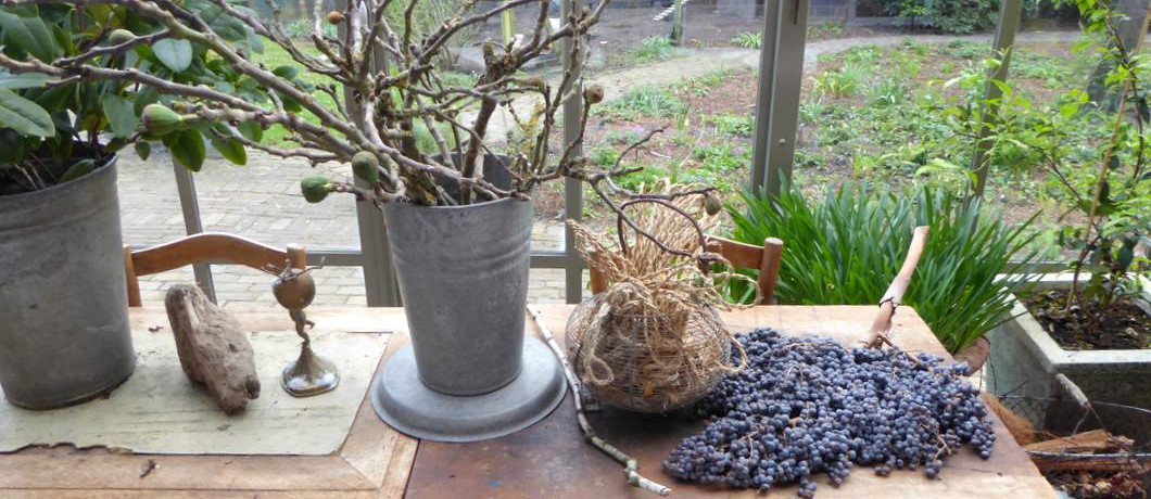 Victoriaanse kas van B&B Bij Bakx