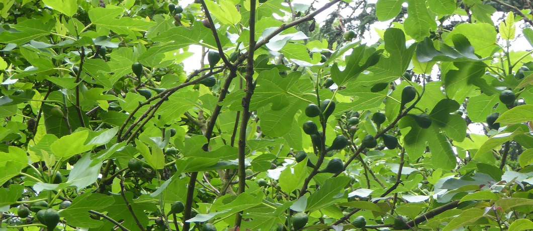 Vijgenboom in tuin Schoonoord