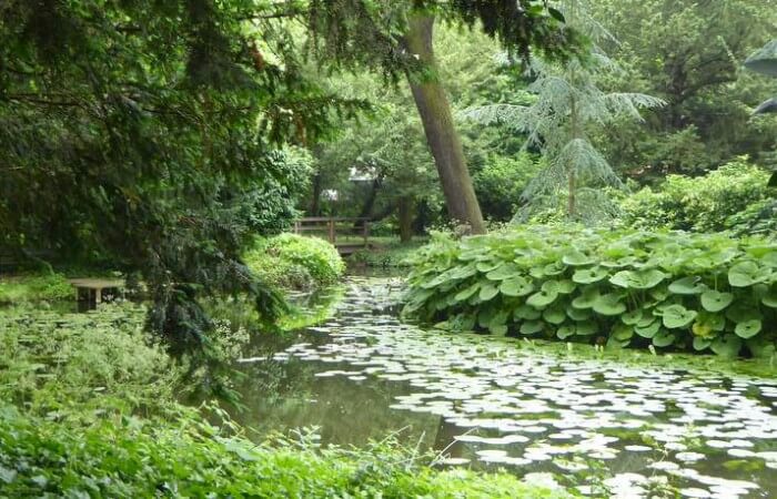 Vijver van tuin Schoonoord