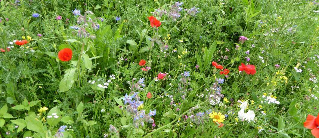 Bloemen tijdens wandelen bij Bemelen (foto: Davides)