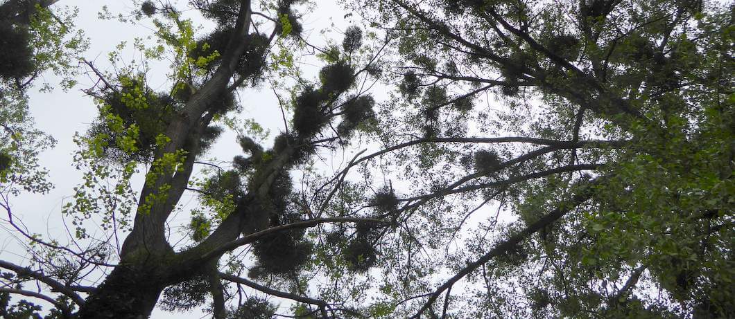 Maretakken tijdens wandelen bij Bemelen (foto: Davides)
