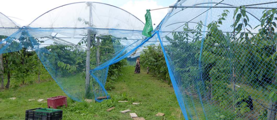 Boomgaard Fruittuin van West (Foto: Davides.nl)