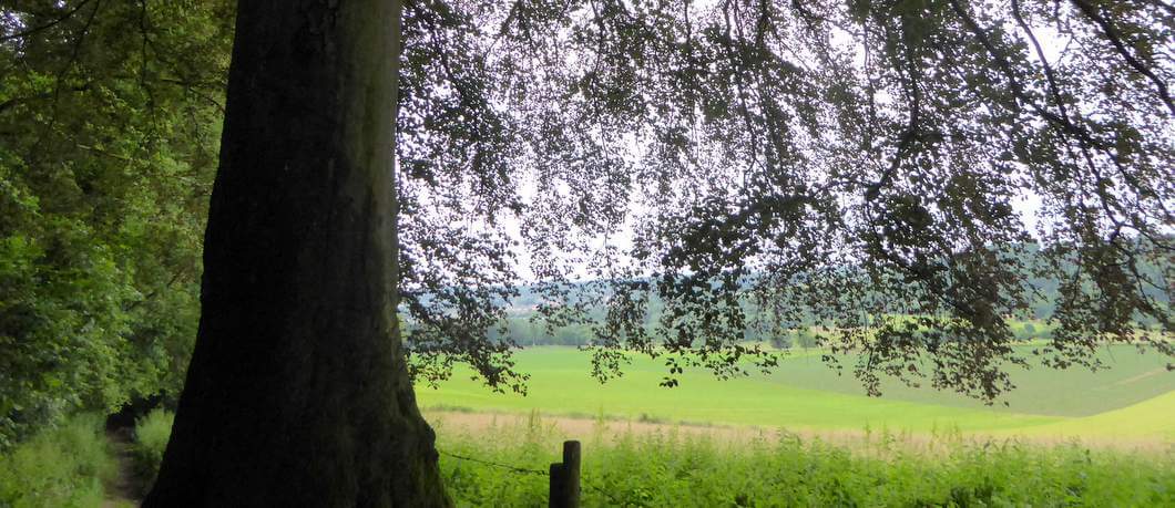 Bosrand wandelen Geuldal (Foto: Davides.nl)