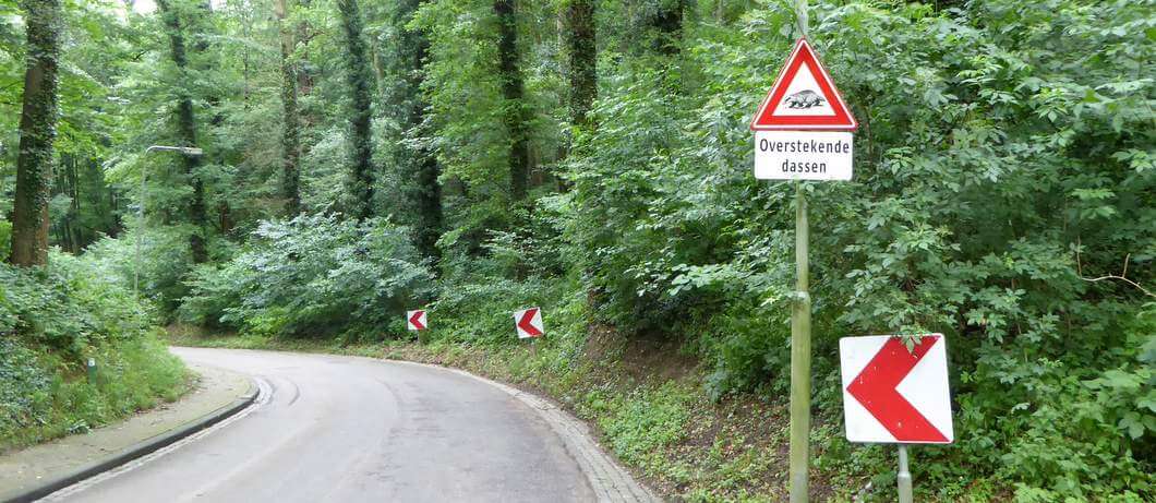 Dassen wandelen Geuldal (Foto: Davides.nl)