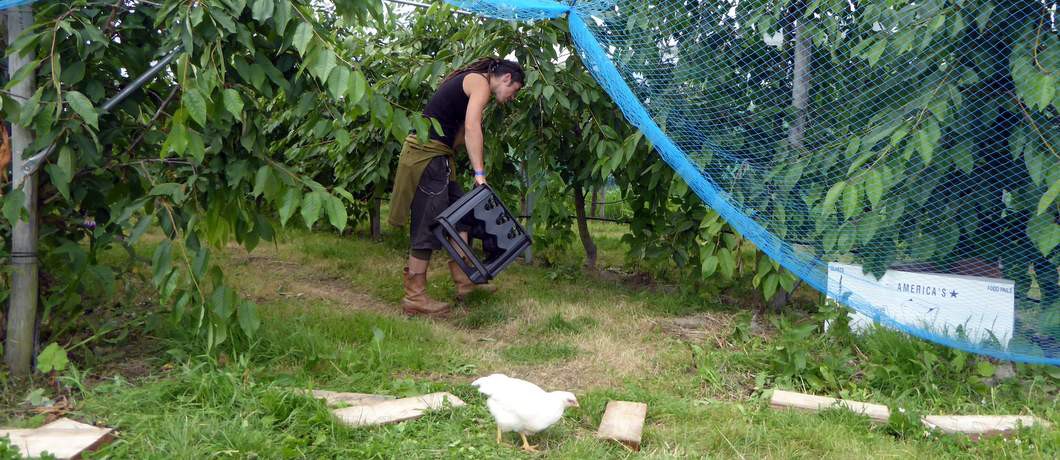 Kersen Fruittuin van West (Foto: Davides.nl)