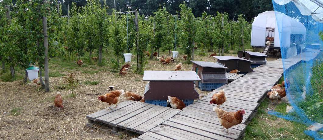 Kippen Fruittuin van West (Foto: Davides.nl)
