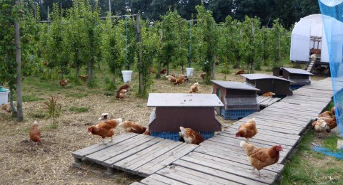 Fruittuin van West: biologisch-dynamische pluktuin in Amsterdam