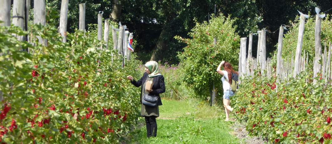 Pluktuin Fruittuin van West (Foto: Davides.nl)